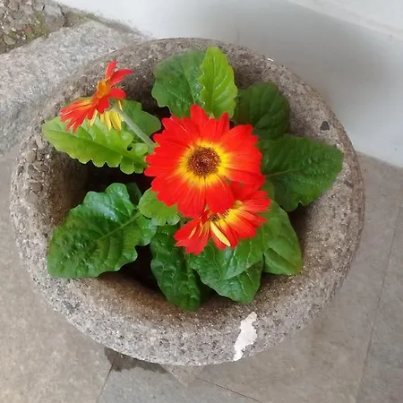 Casa Lari 4* 斯特雷萨