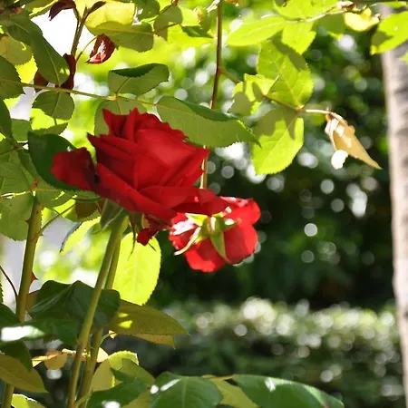 公寓式酒店 Casa Lari 斯特雷萨