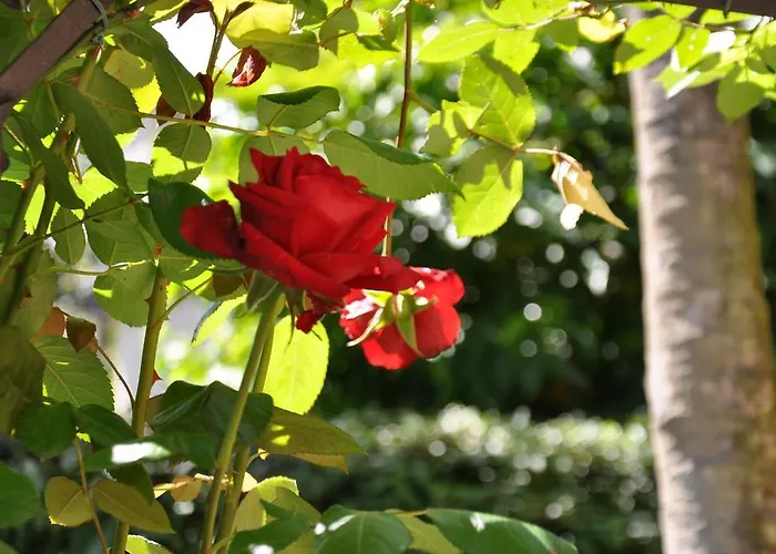 アパートホテル Casa Lari ストレーザ